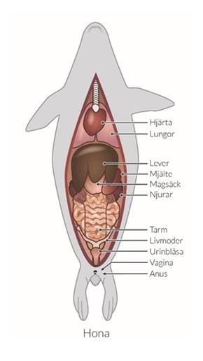 Anatomisk illustration av tumlare från buksidan, med organens placering.