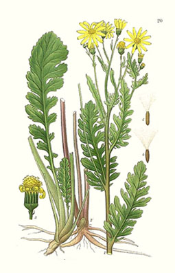 Illustration av stånds olika växtdelar.