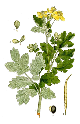 Illustration av skelörtens olika växtdelar.