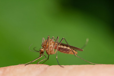 Nilfebersmygga (Culex modestus) i Halland är en myggart som skulle kunna sprida nilfebervirus till fåglar, hästar och människor.