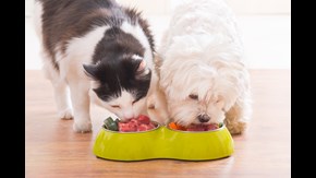 Hund och katt äter ur skål.