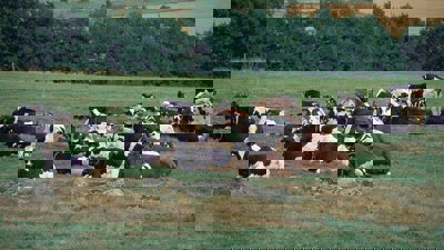 Vilande besättning mjölkkor på gröngult gräs med några stenar som sticker fram, och med skog och fält i bakgrunden.