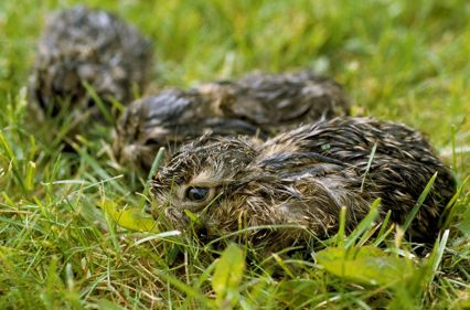 Harungar som trycker i gräs.