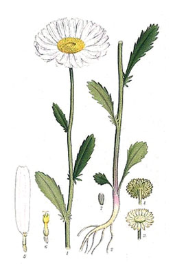 Illustration av prästkrages olika växtdelar.