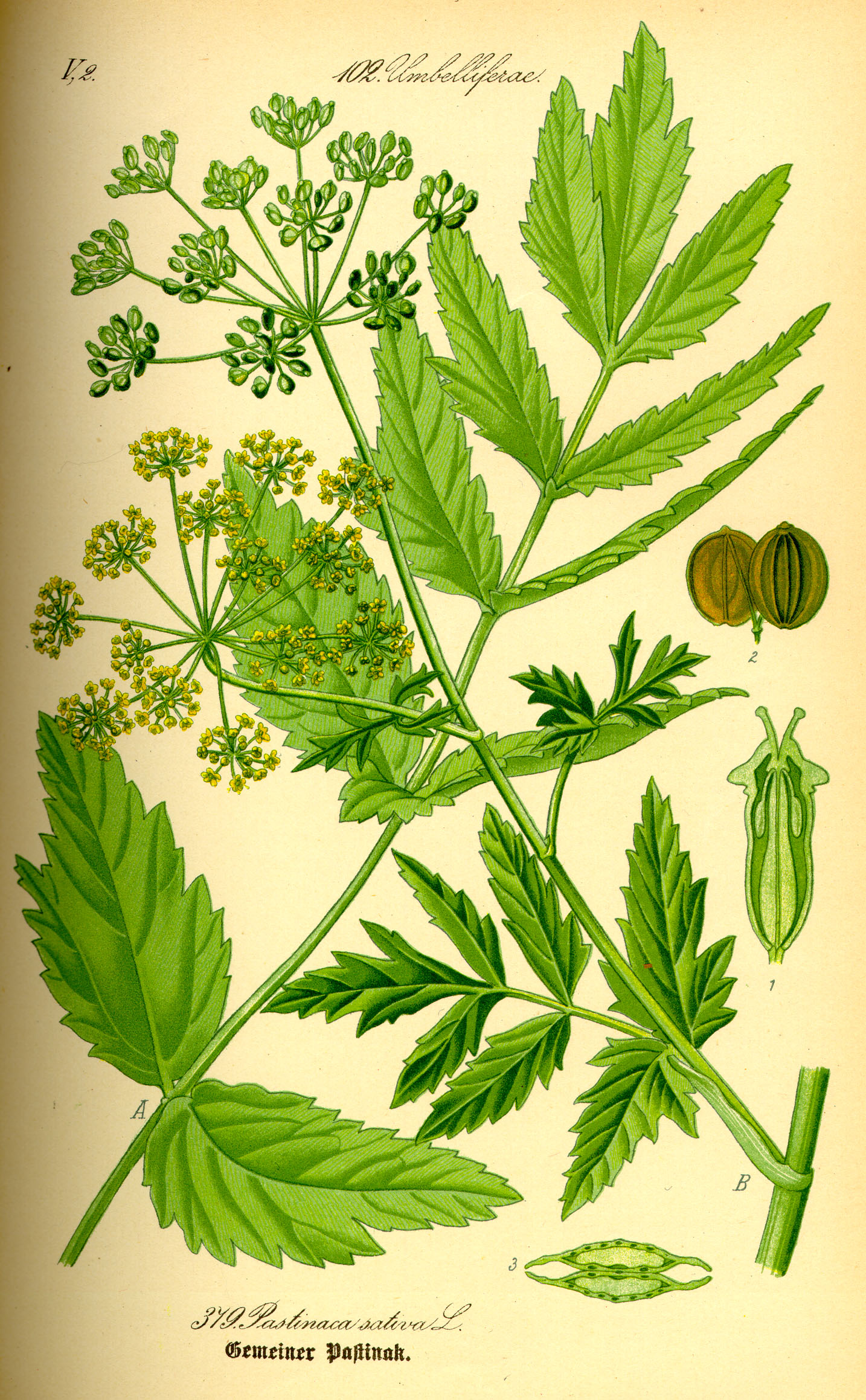 Illustration av vildpalsternackas olika växtdelar.
