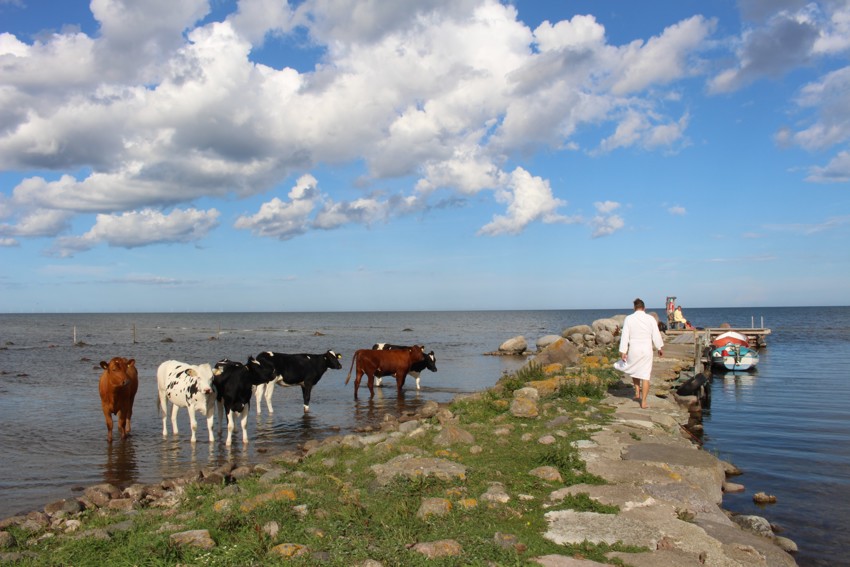 Kor vid badstrand