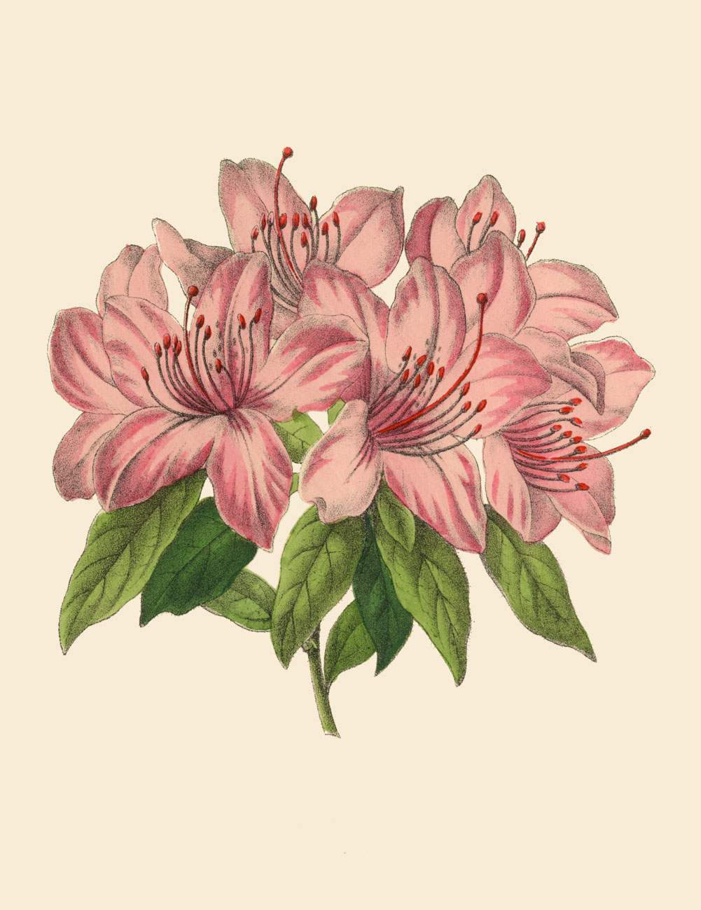 Illustration av olika växtdelar från en rosa azalea.
