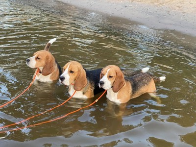 Tre hundar i vattnet vid strandkant