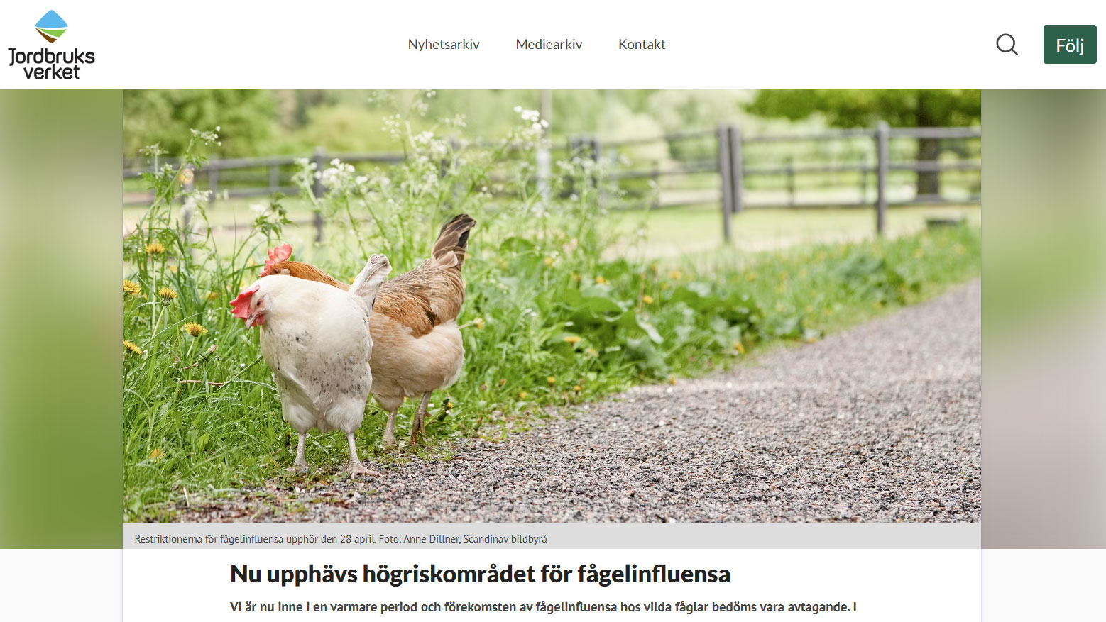 Bild från Jordbruksverket pressmeddelande med två hönor i vägkanten av en grusväg. 