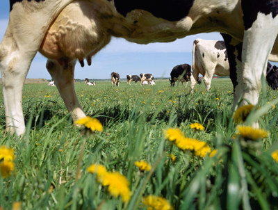 Närbild av en svartvit ko med ett välfyllt juver som betar på en äng med gräs och maskrosor. 