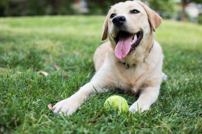 Hund ligger på gräsmatta och sträcker ut tungan, och har en tennisboll mellan tassarna.
