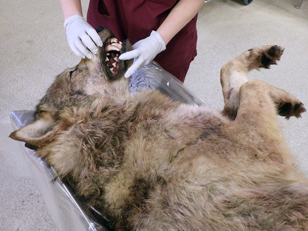 En medarbetare iförd röda arbetskläder och vita engångshandskar undersöker munnen på en varg på SVA:s obduktionssal.