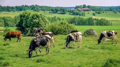 En flock kor betar på gräsmark med olika buskage och träd, i bakgrunden ses en faluröd fastighet. 