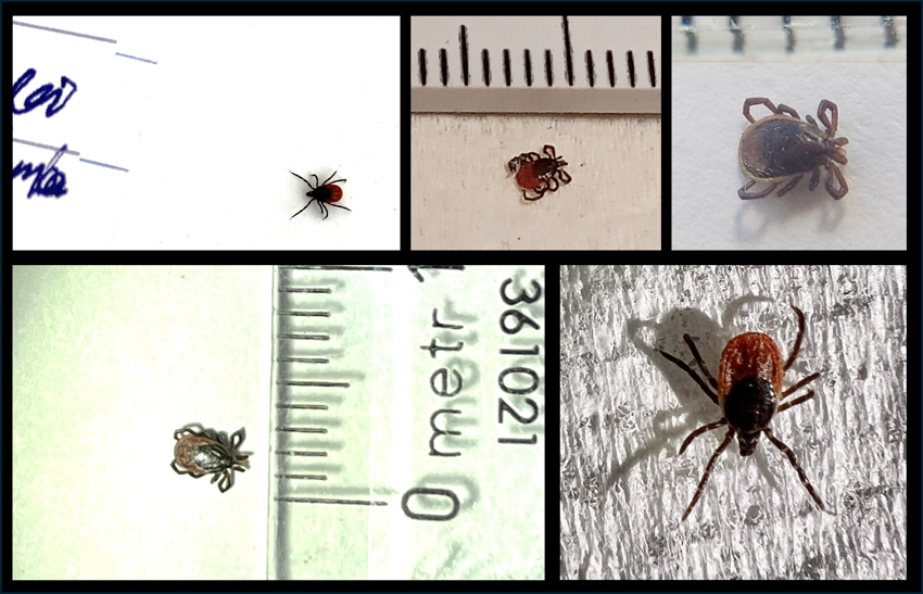 Fästingar- ej blodfyllda