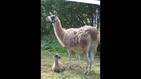 En större och en mindre lama.
