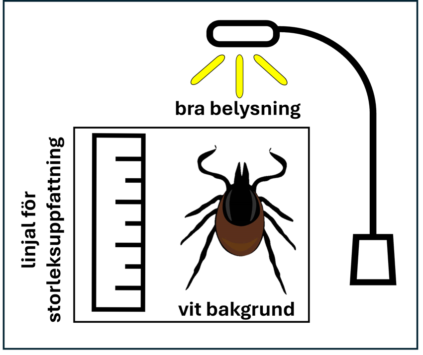 Instruktioner fästing-fotografering