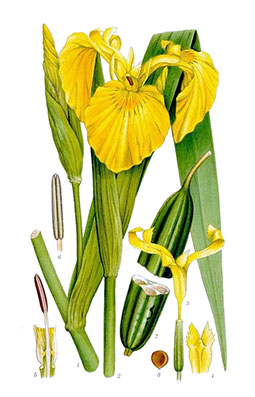 Illustration av svärdsliljas olika växtdelar.