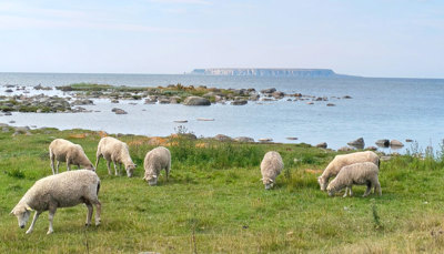 Får på Gotland