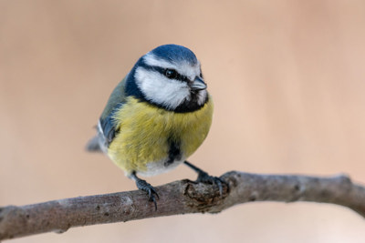 Blåmes som sitter på en gren.