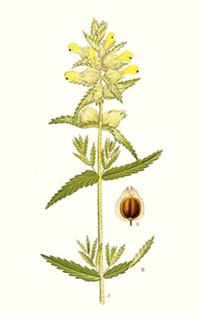 Illustration av höskallras olika växtdelar.