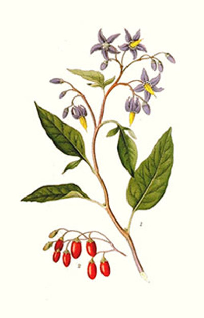 Illustration av besksötas olika växtdelar. 