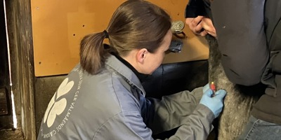 Person tar blodprov på ett får