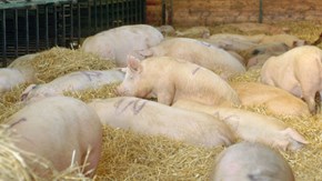 En grupp grisar ligger nedbäddade i en djup matta ren halm i ett stall.