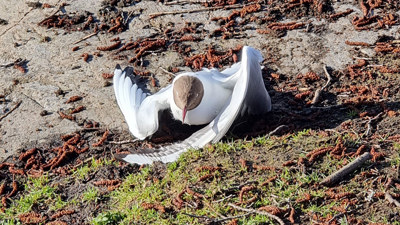 En skrattmås ligger ute på marken med vingarna i konstiga vinklar.