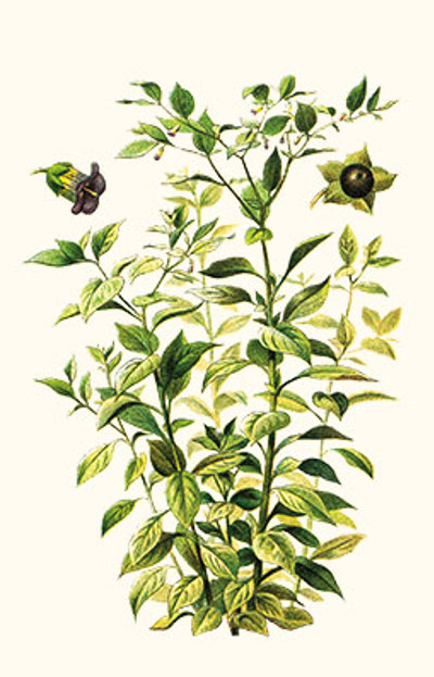 Illustration av belladonnas olika växtdelar.