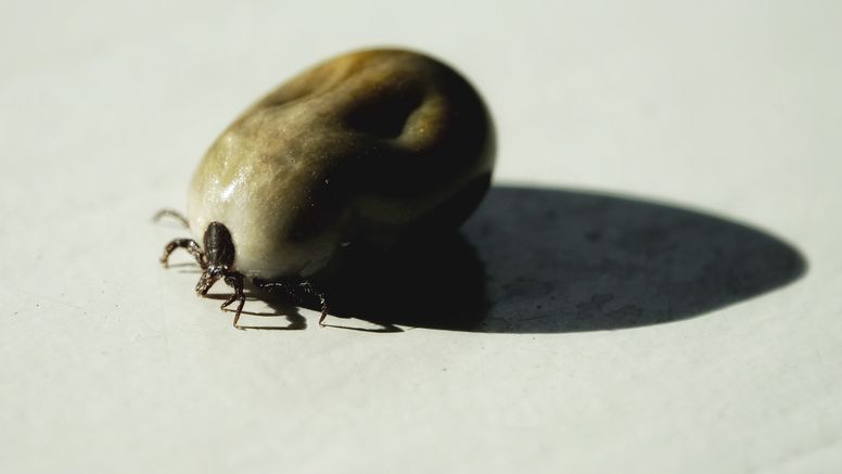 Närbild av en fästing med blodfylld kropp.