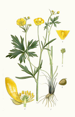 Illustration av smörblommas olika växtdelar.