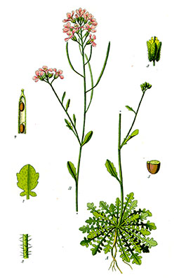 Illustration av sandtravs olika växtdelar.