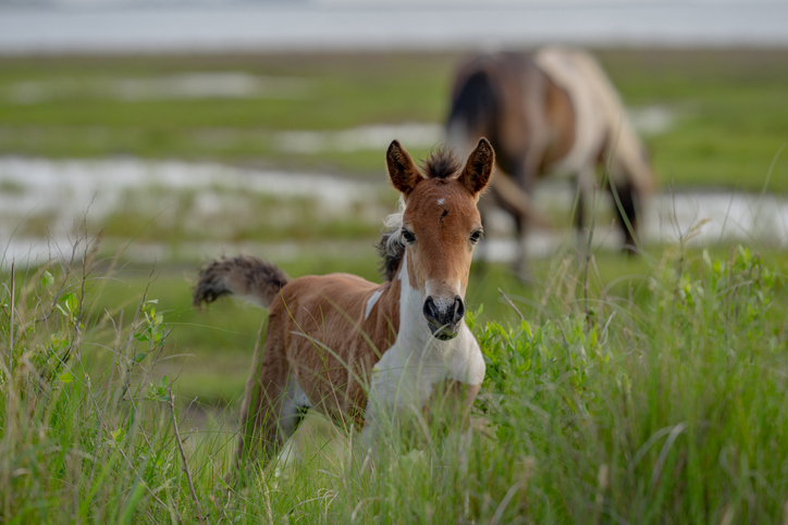 iStock-2222990763.jpg
