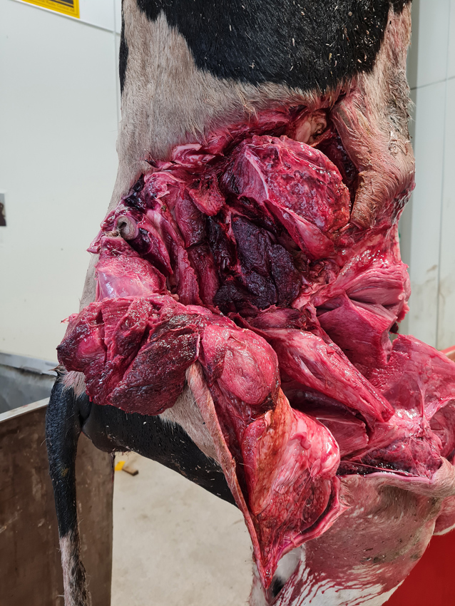 Lårmuskel hos nötkreatur med frasbrand.