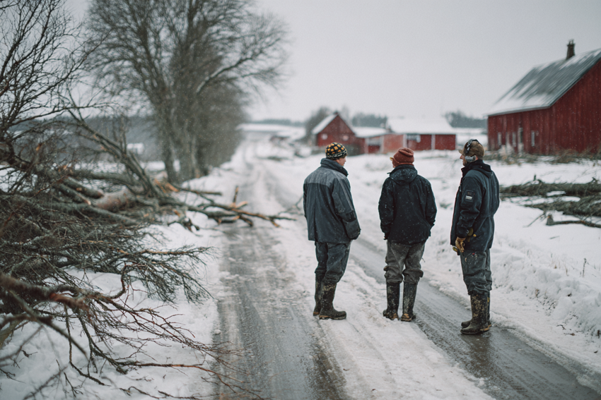 Samtal vid fallet träd