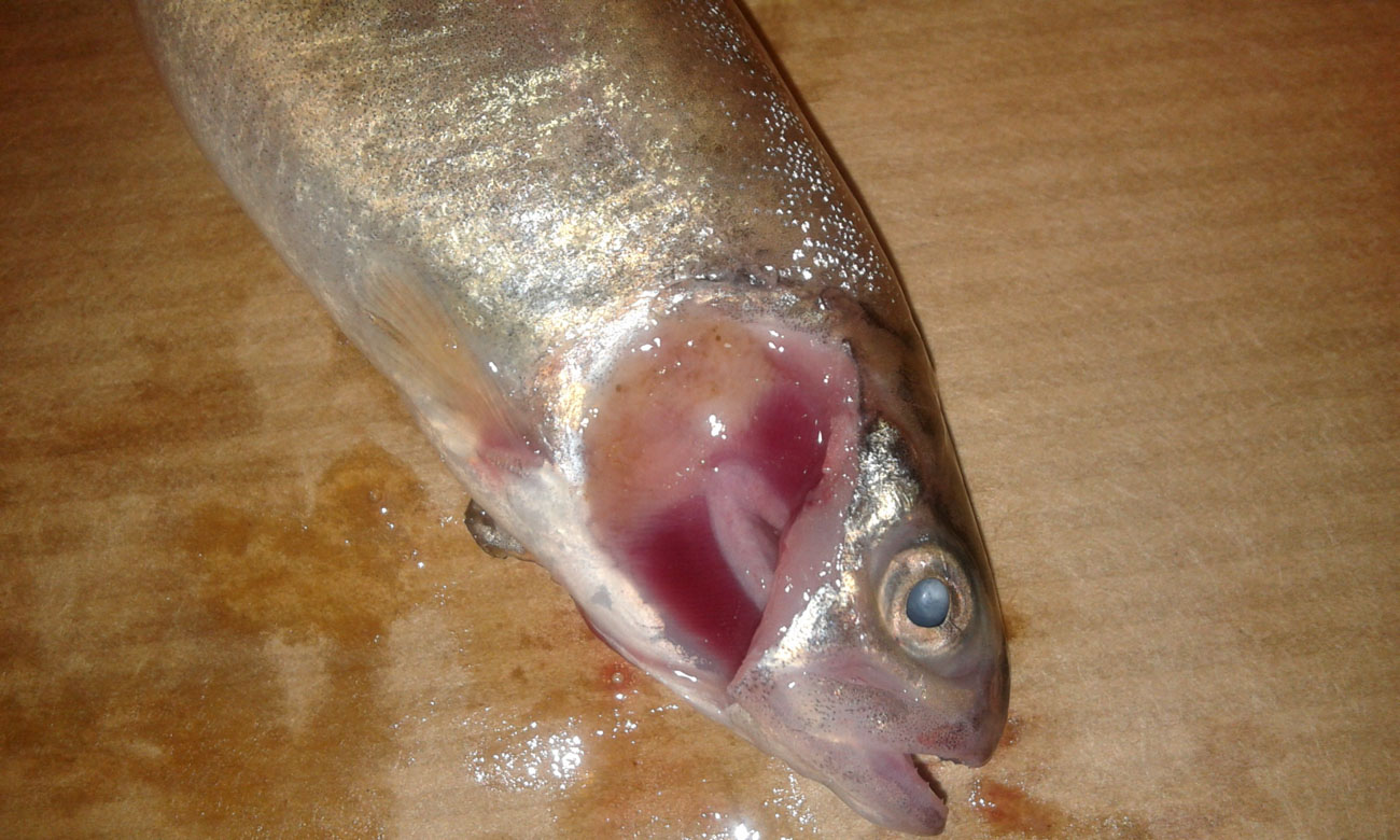 Kolumnaresjuka hos fisk ger gäl- och hudskador som kan övergå i blodförgiftning.