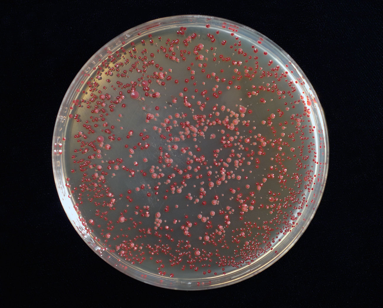 Bakterien Campylobacter på en agarplatta.