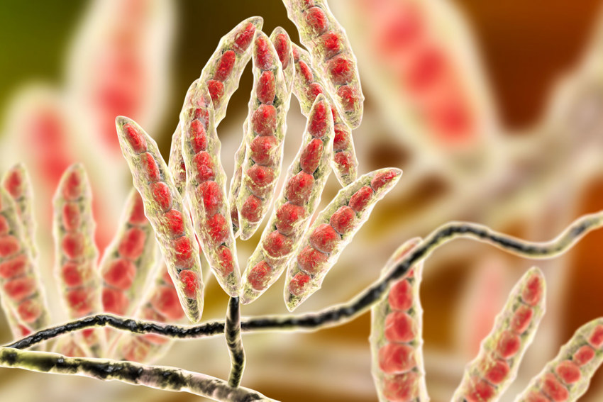 Fusarium sporkroppar