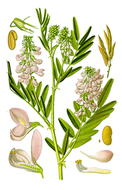 Illustration av getrutas olika växtdelar.