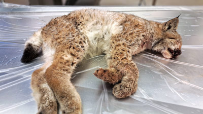 Dött lodjur på obduktionsbord.