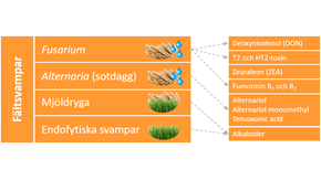 Scematisk indelning av fältsvampar.
