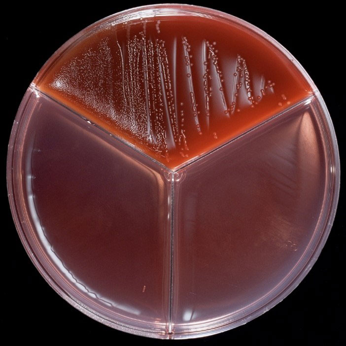 Bakterien Streptococcus uberis på en agarplatta.
