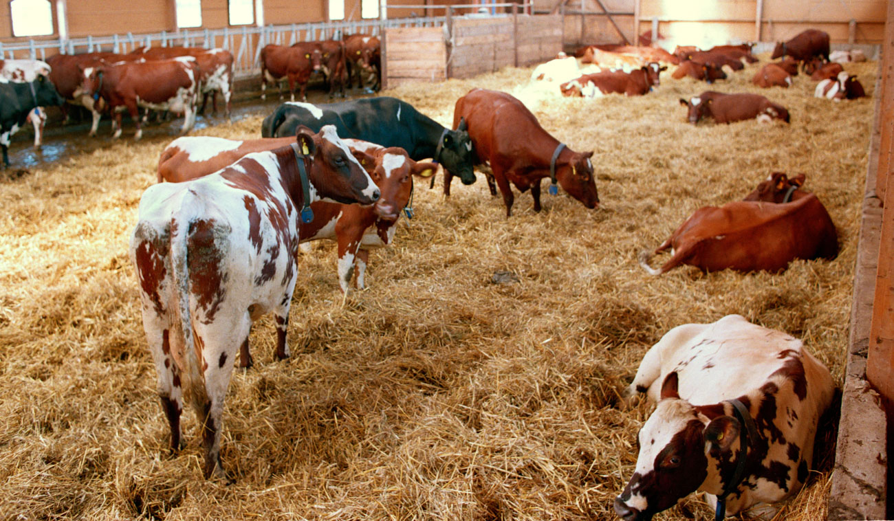 Kor av raserna Svensk röd och vit boskap samt Svensk låglandsboskap, även kallad Holstein, på lösdrift i ligghall.