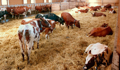Kor av raserna Svensk röd och vit boskap samt Svensk låglandsboskap, även kallad Holstein, på lösdrift i ligghall.