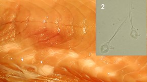 Bild 1: Muskulatur från stillahavslax med ett flertal vita sporcystor.Bild 2 (infälld): Henneguya salminicola (sporer) i hög förstoring.