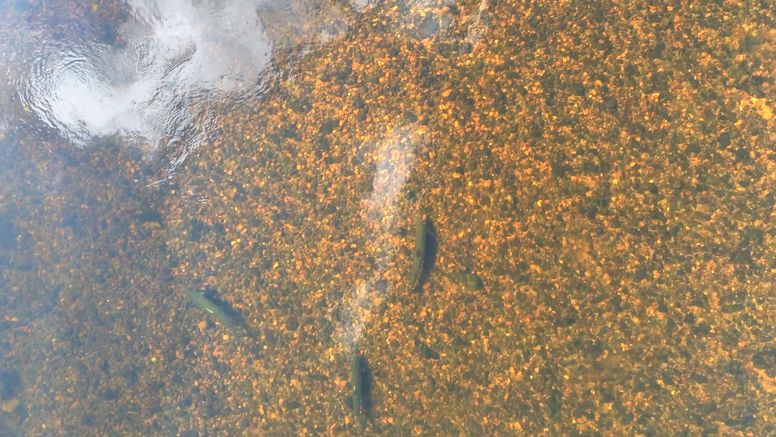 Tre laxar simmar över en älvbotten med mörkgrå och ljusbruna stenar.