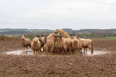 Får vid matplats