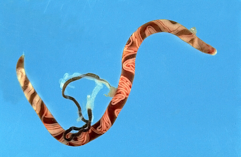 Gapmask (Syngamus trachea) mot en blå bakgrund.