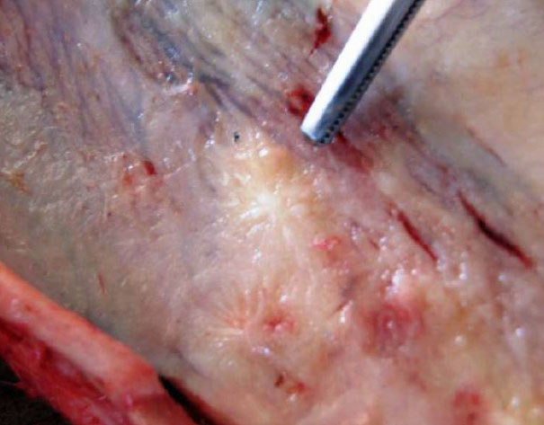 Närbild av typiska stjärnformade ärr i slemhinnan vid rots hos häst.