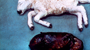 Toxoplasmos. Ett färskt och ett mumifierat fårfoster ligger på ett golv.